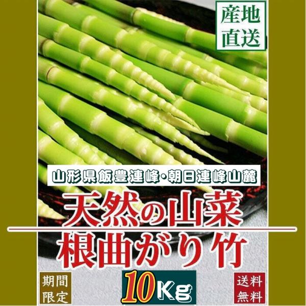 天然山菜 天然根曲がり竹/10Kｇ自然の恵み 限定予約販売 山形県飯豊連峰 送料無料 クール便