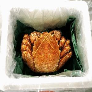 毛蟹足詰合せ 500g 堅蟹 脱皮 ボイル 冷...の詳細画像4