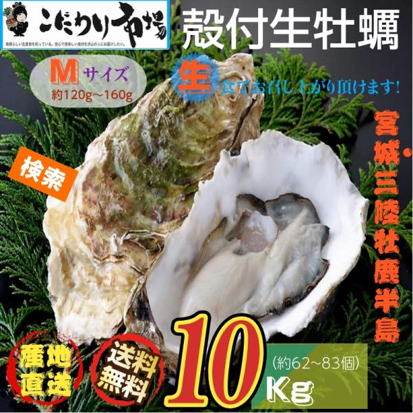 牡蠣 宮城県三陸・牡鹿半島産 殻付き生牡蠣 業務用 Mサイズ 10kg /箱 産地直送 送料無料