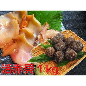 活赤貝 アカ貝 １kg