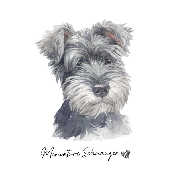 ポストカード【 Miniature Schnauzer / ミニチュア・シュナウザー 】イラスト ア...