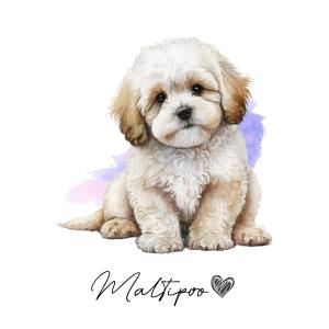 ポストカード【 TOY POODLE / トイプードル 】イラスト アート 水彩画