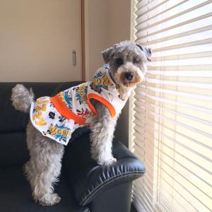 派手な服の商品一覧 通販 Yahoo ショッピング