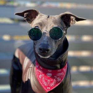 イタグレ 服 ロンパース レザーミンク 起毛 小型犬 中型犬 秋 冬 服