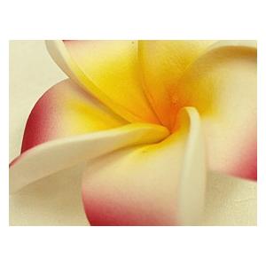 プルメリアの造花S(5個セット)(リアル ピン...の詳細画像4