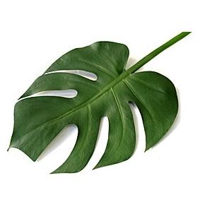 モンステラ リーフ(L) 造花 インテリア フ...の詳細画像1