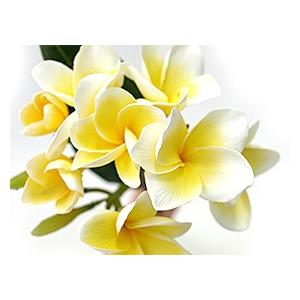 フェイクフラワー プルメリア(枝葉付)(イエロ...の詳細画像3