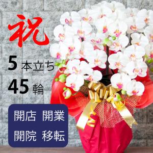 光触媒 胡蝶蘭 5本立ち 大輪 豪華 ギフト ...の詳細画像1