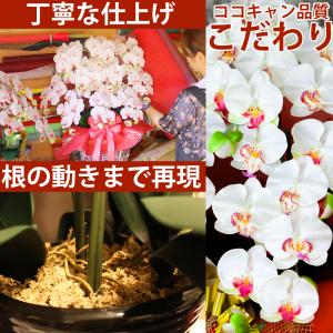 光触媒 胡蝶蘭 5本立ち 大輪 豪華 ギフト ...の詳細画像3