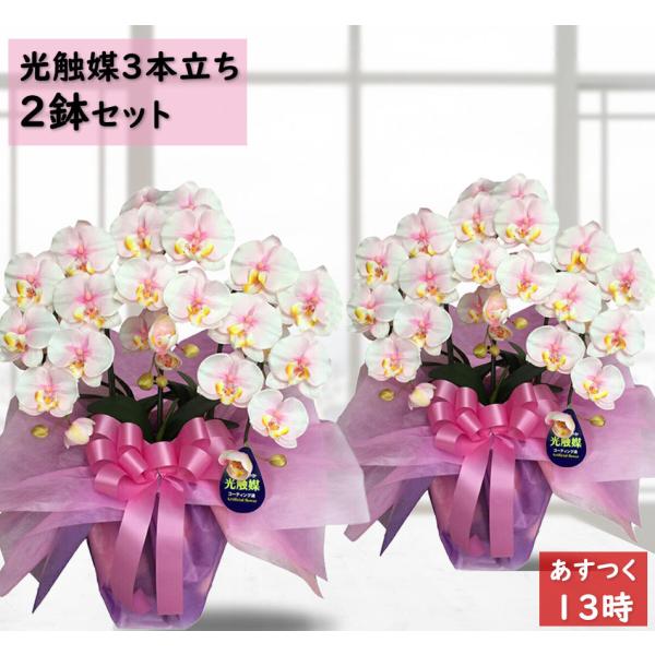 胡蝶蘭 光触媒 3本立ち×2鉢セット Mサイズ ギフト お祝い 造花 プレゼント 鉢植え 枯れない花...