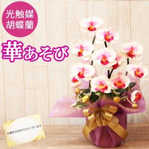 光触媒 胡蝶蘭 アレンジ 華あそび 彩り ミニ ...の商品画像