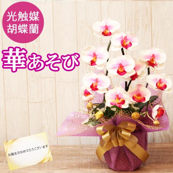 光触媒 胡蝶蘭 アレンジ 華あそび 彩り ミニ ミディ ギフト お祝い インテリア 枯れない花 ホワ...