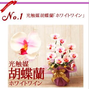 光触媒 胡蝶蘭 アレンジ 華あそび 彩り ミニ...の詳細画像1