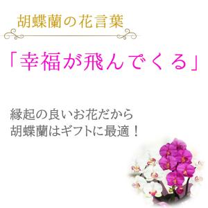 光触媒 胡蝶蘭 アレンジ 華あそび 彩り ミニ...の詳細画像4