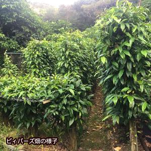 沖縄産 本部ピィパーズ 粉末 20g×10本 ...の詳細画像5
