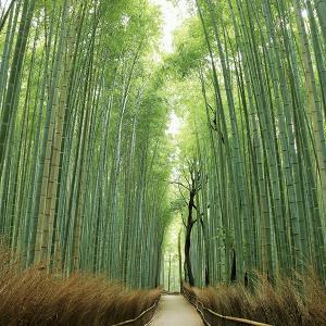京都探訪 DVD全10巻の詳細画像4