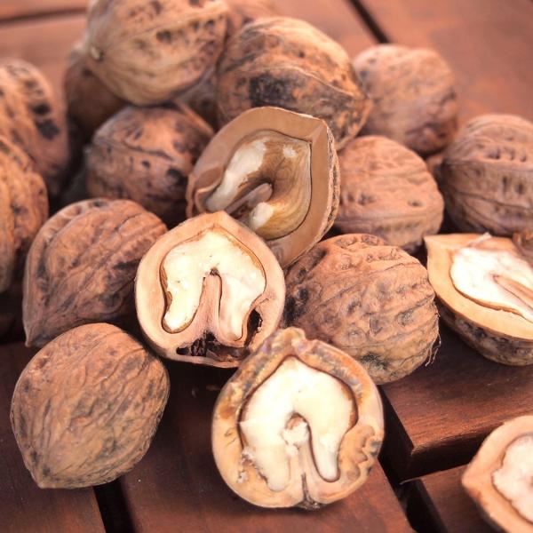 国産 くるみ 殻付き 長野県産 生くるみ 500g