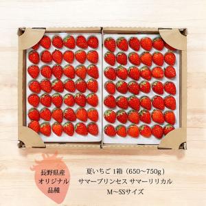 9/18 出荷限定 いちご 夏いちご 長野県 サマープリンセス