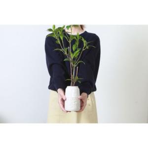 【メーカー直送】不二貿易 フェイクグリーン ギ...の詳細画像3