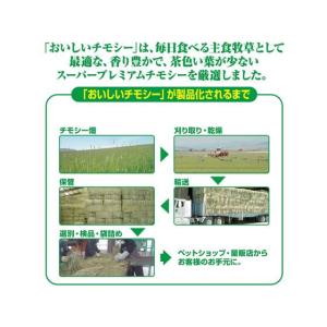 ジェックス おいしいチモシー 1.1kg ハム...の詳細画像4