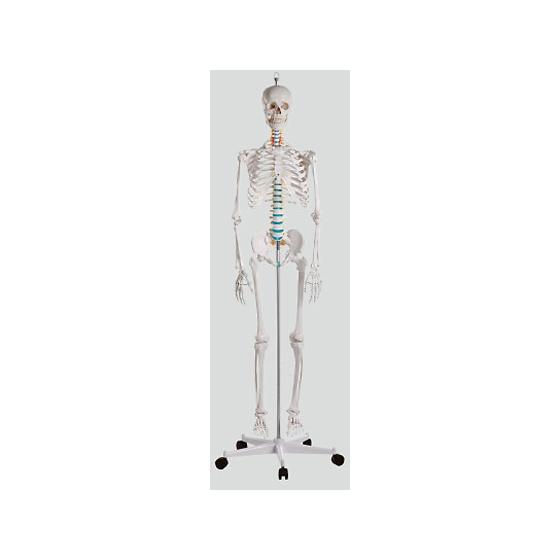 【お取り寄せ】ナビス 骨格モデル 178cm 2960 模型 教育 看護 医療