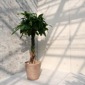 観葉植物 パキラ ねじねじ 8号 : 花の助 - 通販 - Yahoo!ショッピング