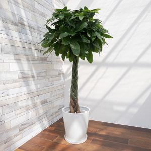 送料無料 カシワバゴム ゴムの木 フィカス リラータ 10号 観葉植物 10