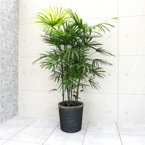 シュロの木　約140センチ　新品鉢付き　③ 観葉植物 本物 シュロチク 10号鉢 鉢カバー 付き セット 大型