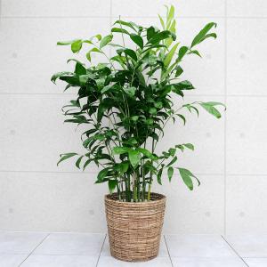 コウセイチャメドレア 10号鉢の商品画像