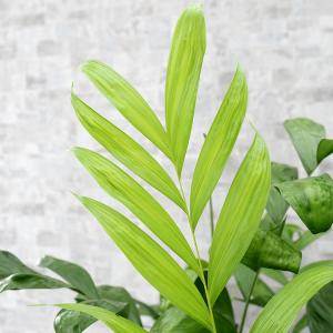 コウセイチャメドレア 10号鉢の詳細画像1