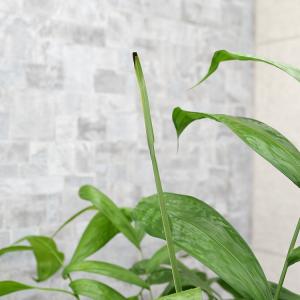 コウセイチャメドレア 10号鉢の詳細画像2