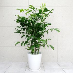 コウセイチャメドレア 10号鉢の詳細画像5