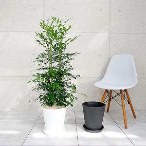 観葉植物 ゲッキツ シルクジャスミン スクエア陶器入り 室内用 インテリア おしゃれ St 観葉植物の専門店 彩植健美 通販 観葉植物の専門店 彩植健美観葉植物 シルクジャスミン ゲッキツ 10号鉢 大型 室内用 インテリア おしゃれ Bsgco Com Sg