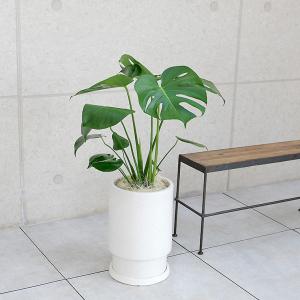 モンステラ　陶器鉢植え・Mサイズ（フロウ/トール）｜観葉植物と植木鉢の専門店cocolate