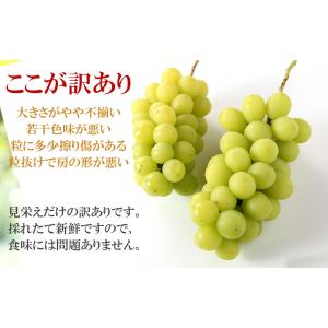 シャインマスカット 山梨県産 訳あり品 ご家庭...の詳細画像3