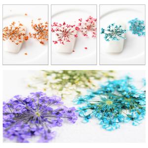 押し花 フラワー ドライフラワー 12カラー ...の詳細画像3