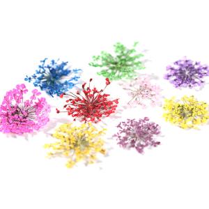押し花 フラワー ドライフラワー 12カラー ...の詳細画像4