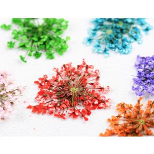 押し花 フラワー ドライフラワー 12カラー ...の詳細画像5