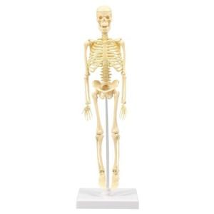 アーテック:人体骨格模型 30cm 93608 学校 行事 こども 研究 工作 実験 学習 イベント