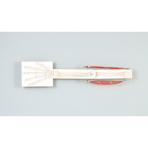 アーテック:骨と筋肉の動きモデル 8968 理科教材・備品人体・からだ・模型・標本