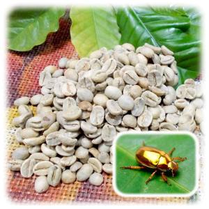 コーヒー豆 パナマ ゴールデンビートル サンセバスチャン農園 200g