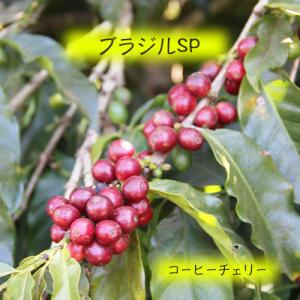 コーヒー豆　ブラジル　SP　中煎り　1k　自家焙煎