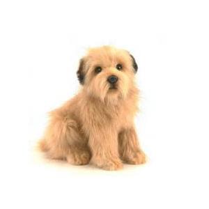 ハンサ【HANSA】ぬいぐるみ シーズー30cm リアルアニマル