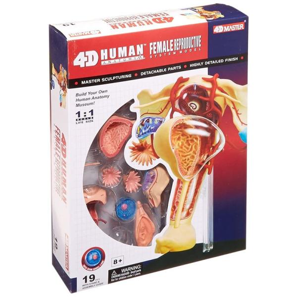 人体解剖模型 立体パズル 4D HUMAN Anatomy 雌性生殖器解剖モデル #26062
