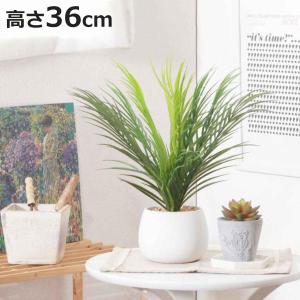 人工観葉植物 インテリア エバーフレッシュ 展示品(O-2601FB15) 観葉植物 人工観葉植物 エバーフレッシュ」の人気商品一覧 | 安い商品