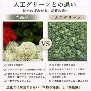 モス 北欧 レインディアモス 10g カラーモ...の詳細画像1