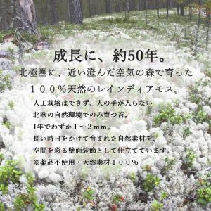 モス 北欧 レインディアモス 10g カラーモ...の詳細画像2