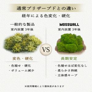 モス 北欧 レインディアモス 10g カラーモ...の詳細画像5