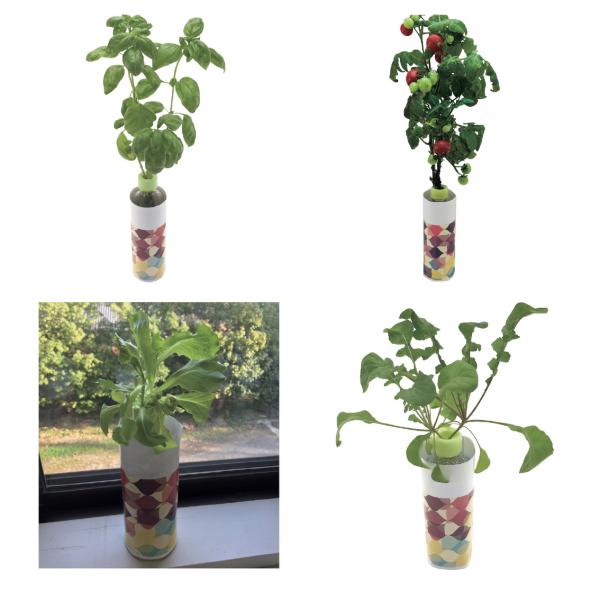 ペットボトル水耕栽培キット