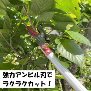 大進 高枝切りバサミ 3m 枝きりばさみ 枝き...の詳細画像3